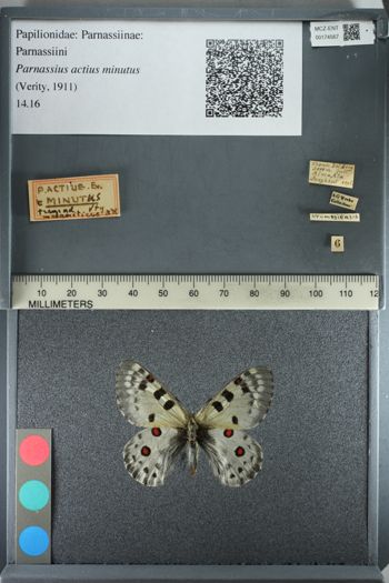 Media type: image;   Entomology 174567